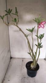 Planta Simples 3380 – 35cm – 03 anos - Imagem 6