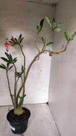 Planta Simples 3380 – 35cm – 03 anos - Imagem 5