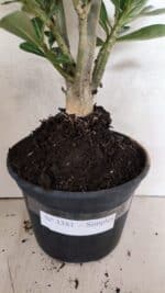 Planta Simples 3381 – 35cm – 03 anos - Imagem 6