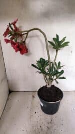 Planta Simples 3381 – 35cm – 03 anos - Imagem 4