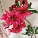 Planta Simples 3381 – 35cm – 03 anos