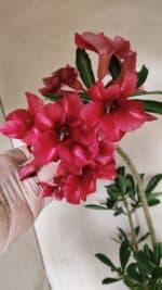 Planta Simples 3381 – 35cm – 03 anos - Imagem 3