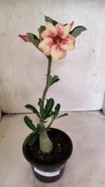 Planta Simples 3382 – 30cm – 02 anos - Imagem 2