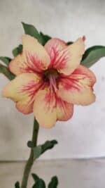 Planta Simples 3382 – 30cm – 02 anos