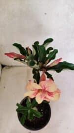 Planta Simples 3382 – 30cm – 02 anos - Imagem 4