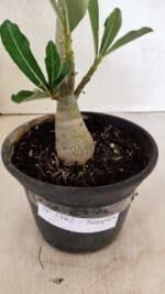 Planta Simples 3382 – 30cm – 02 anos - Imagem 6