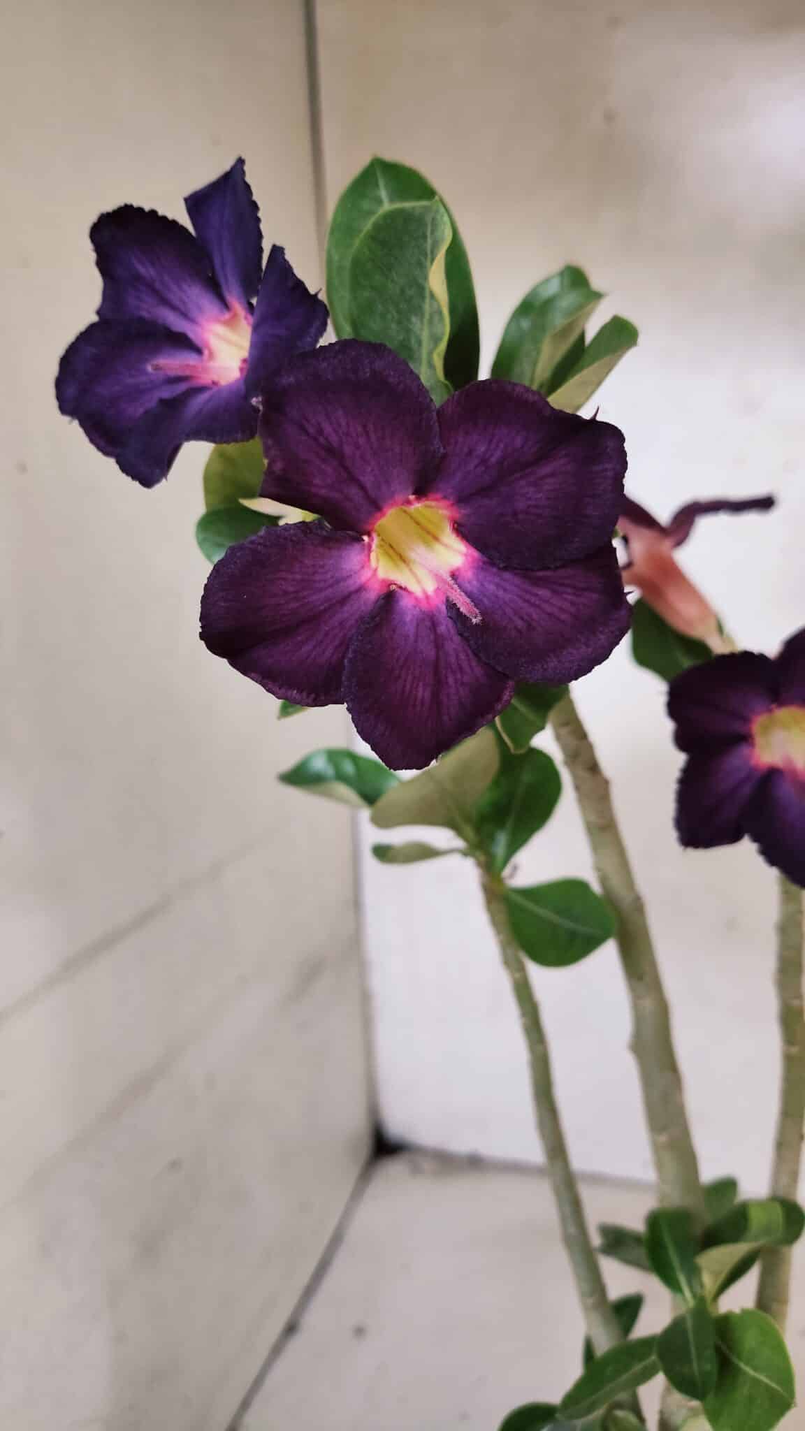 SIMPLES 3383 (2) Planta Simples 3383 – 30cm – 02 anos - Imagem 1