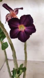 Planta Simples 3383 – 30cm – 02 anos - Imagem 3