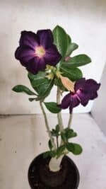 Planta Simples 3383 – 30cm – 02 anos - Imagem 4