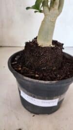 Planta Simples 3383 – 30cm – 02 anos - Imagem 8