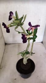 Planta Simples 3383 – 30cm – 02 anos - Imagem 7