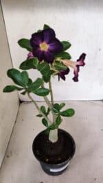 Planta Simples 3383 – 30cm – 02 anos - Imagem 6