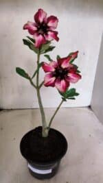 Planta Simples 3384 – 30cm – 02 anos - Imagem 2