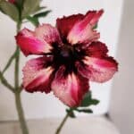 Planta Simples 3384 – 30cm – 02 anos