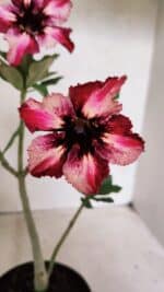 Planta Simples 3384 – 30cm – 02 anos