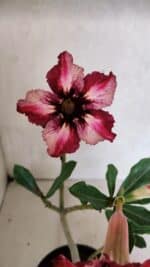 Planta Simples 3384 – 30cm – 02 anos - Imagem 4