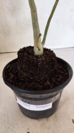 Planta Simples 3384 – 30cm – 02 anos - Imagem 7