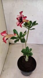 Planta Simples 3384 – 30cm – 02 anos - Imagem 6