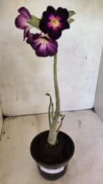 Planta Simples 3385 – 30cm – 02 anos - Imagem 2