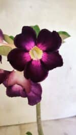 Planta Simples 3385 – 30cm – 02 anos - Imagem 3