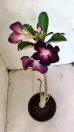 Planta Simples 3385 – 30cm – 02 anos - Imagem 4