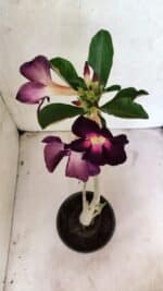 Planta Simples 3385 – 30cm – 02 anos - Imagem 7