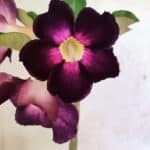 Planta Simples 3385 – 30cm – 02 anos