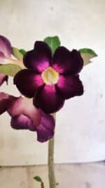 Planta Simples 3385 – 30cm – 02 anos