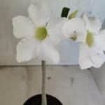 Planta Simples 3386 – 30cm – 02 anos