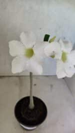 Planta Simples 3386 – 30cm – 02 anos