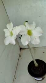 Planta Simples 3386 – 30cm – 02 anos - Imagem 4