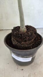 Planta Simples 3386 – 30cm – 02 anos - Imagem 6