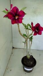 Planta Simples 3387 – 35cm – 03 anos - Imagem 2