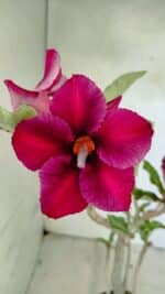 Planta Simples 3387 – 35cm – 03 anos