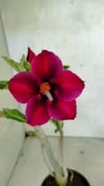 Planta Simples 3387 – 35cm – 03 anos - Imagem 4