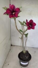 Planta Simples 3387 – 35cm – 03 anos - Imagem 8