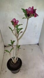 Planta Simples 3387 – 35cm – 03 anos - Imagem 6