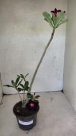 Planta Simples 3388 – 35cm – 03 anos - Imagem 2