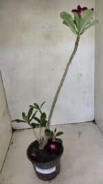 Planta Simples 3388 – 35cm – 03 anos - Imagem 6