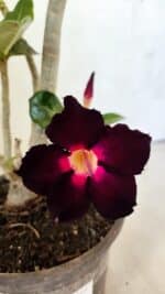 Planta Simples 3388 – 35cm – 03 anos