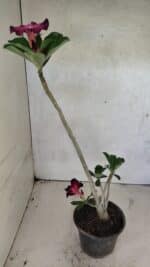 Planta Simples 3388 – 35cm – 03 anos - Imagem 5