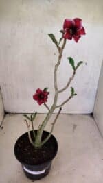 Planta Simples 3389 – 35cm – 03 anos - Imagem 2