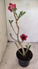 Planta Simples 3389 – 35cm – 03 anos - Imagem 6