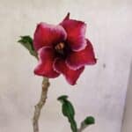 Planta Simples 3389 – 35cm – 03 anos