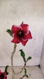 Planta Simples 3389 – 35cm – 03 anos