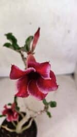 Planta Simples 3389 – 35cm – 03 anos - Imagem 4