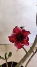 Planta Simples 3389 – 35cm – 03 anos - Imagem 3