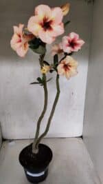 Planta Simples 3390 – 35cm – 03 anos - Imagem 2