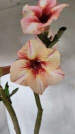 Planta Simples 3390 – 35cm – 03 anos - Imagem 4