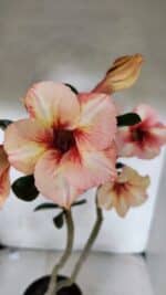 Planta Simples 3390 – 35cm – 03 anos